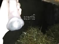Sucking A Horny Gelding Gay Beast Com - Animal Sex Movie