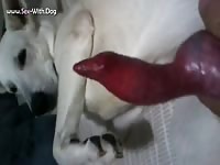 Super White Sheppy Cock Gentle Giant German Shepherd White