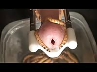 Super Worms Gaybeast Rip - Beastiality Sex Movie