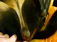 Teasing Her Pussy Gaybeast - Animal Sex Movie