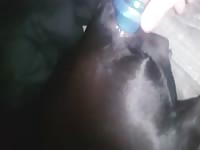 Teen Plugs Girles Ass Gaybeast - Beastiality Porn Movie