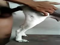 Thai Boy Fuck His Wife Gay Beast Com - Beastiality Porn