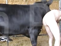 The Bulls Are Pleased