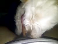 The Suck Gaybeast Rip - Bestiality Porn Video