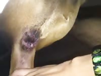 Tight Tail Hole Gaybeast Rip - Beastiality Sex Movie