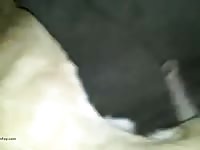 Tocando A Mi Cachorro Primera Parte Gay Beast Com - Animal Sex Video