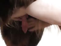 Touch Dick Gaybeast Rip - Beastiality Porn Movie