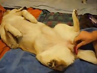 Toy And Fuck Lust Gaybeast.Com - Beastiality XXX Sex Video