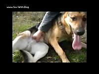 Trainink Youg Dog Pes1961 German Shepherd Fenrymast