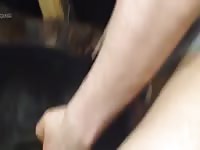 Ts W In Heat Doberman Gaybeast Rip - Animal Sex Porn