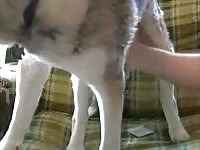 Tundra Anal Gaybeast.Com - Beastiality Sex Porn Tube