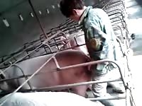 Two Boys In Pig Orgy Gaybeast Rip - Beastiality Sex Video