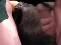 Two Guys One Mare Gaybeast - Bestiality Sex