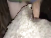Two Guys One Sheep Part 1 Gaybeast.Com - Animal Sex Movie