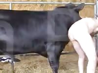 Un Taureau Sodomise Un Homme 1