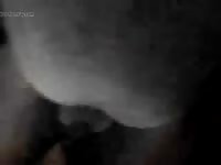 Uomo Scopa Cane Gaybeast - Beastiality XXX Porn