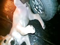 When She Turns 1 Gay Beast Com - Beastiality Sex Movie