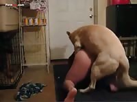 White Dog Fucks Gay
