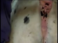 White Mare 4 Gaybeast - Beastiality XXX Porn Video