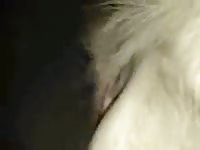 White Mare 5 Gay Beast Com - Bestiality Sex Video