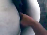 White Mare Fingering Gaybeast.Com - Beastiality Porn