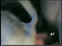 White Pleasure Gay Beast Com - Beastiality Sex Video