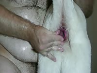 Wildmountainwolf Pup S In Heat Part 2 Hq
