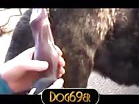 Wolf Fuck Gaybeast.Com - Beastiality Porn Tube