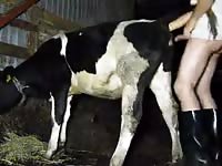 Xxx Gaybeast.Com - Bestiality Sex