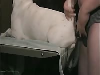 Yiff The Doggy 5 Furrylupus