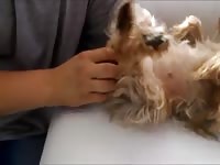 Yorkshire Finger Gaybeast Rip - Bestiality Porn Movie