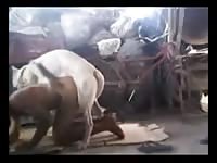 Young Dude And Dog Fuck Gaybeast - Beastiality XXX Sex Video