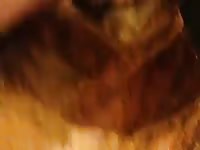 Young Guy Fucks A Male Pitbull Gaybeast.Com - Bestiality Sex Video