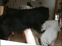 Young Guy Gets Fucked By Dog Gaybeast - Bestiality Porn Video