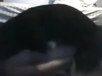 Young Man And Male Dog Gaybeast.Com - Beastiality Sex Video