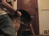 Young Man Fucking Gsd Gaybeast - Bestiality Sex Tube