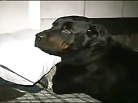 Young Man Fucks Dog Ass Gaybeast.Com - Bestiality Porn Movie