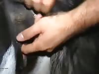 Zoo Xxx Is Great Gay Beast Com - Beastiality Sex Movie