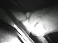1 more late night visit with a calf gaybeast com [ lust Fucked by beast ]