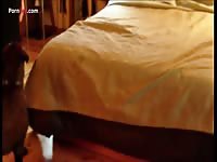 150 [ Zooskool - Amateur Animal sex ] taylor lab lady