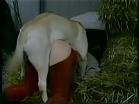 167 rusz [ Russian Beastiality Porn ] 2018 zoo sex from moscow
