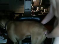 18yo with his dog cums inside gaybeast com [ Zoophilia Woman ]