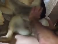 2 guys fuck german shepherd gaybeast com [ Girls Fucked by Pet ]