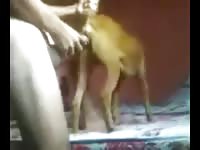 3 in 1 gaybeast com [ Zoophilia Porn Tube With Woman ]