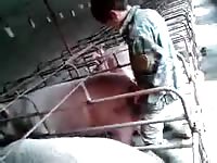 3 men fuck pig