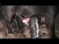 359 rusz [ Russian Beastiality Porn ] 2018 zoo sex from moscow