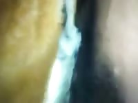 4 thai guys and one dog Woman gaybeast com [ Animal Girls ]