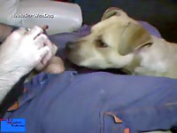 A blond female pitbull egerly licks guy allan pitbull love