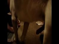 A friend and my dog gaybeast com [ Beastiality Woman ]
