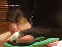 A good licking tricky dick foreskin